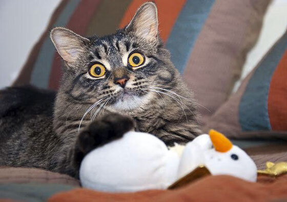 总决赛封神夜！阿克化身灭霸单核摧毁对手，一战奠定历史级超巨地位